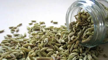 Fennel